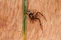Tmarus_marmoreus_D7836_Z_88_North Stradbroke island_Australie